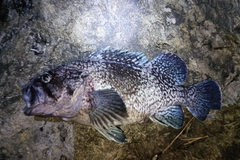 マゾイの釣果