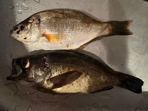 メバルの釣果