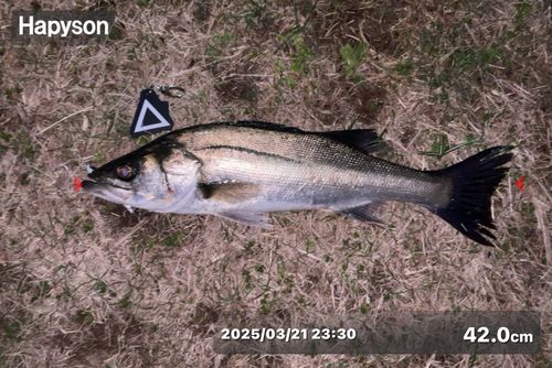 シーバスの釣果