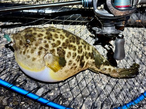 フグの釣果