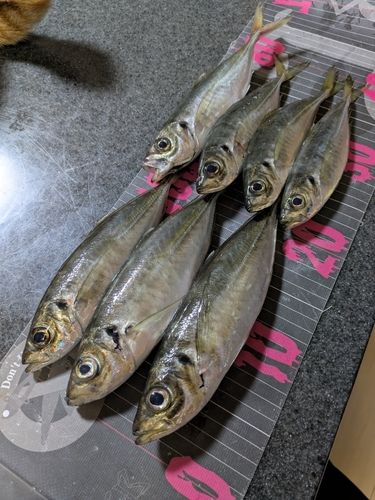 アジの釣果