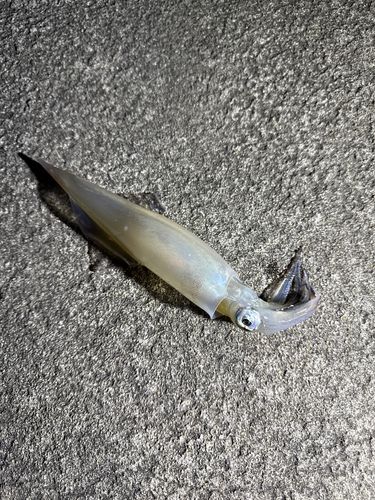 ヤリイカの釣果