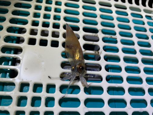 ホタルイカの釣果