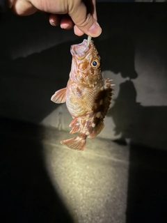 カサゴの釣果