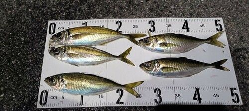 マアジの釣果