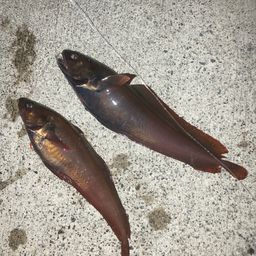 エゾイソアイナメ