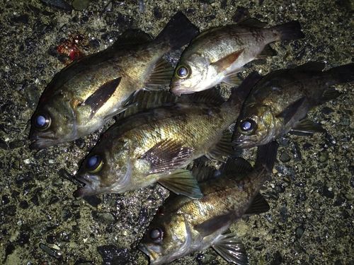メバルの釣果