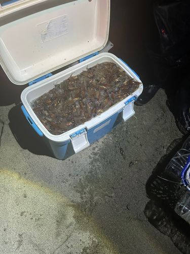 ホタルイカの釣果