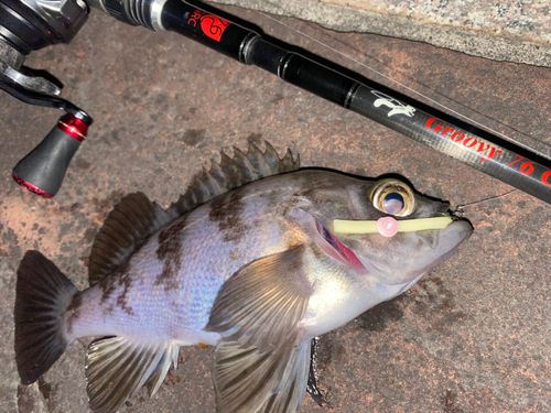 メバルの釣果