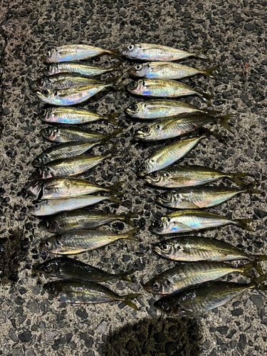 アジの釣果