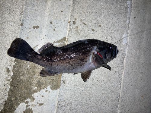 クロソイの釣果