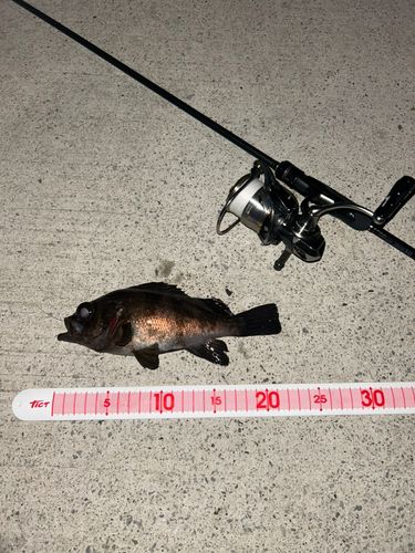 メバルの釣果
