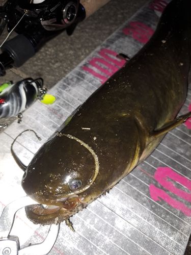 ナマズの釣果