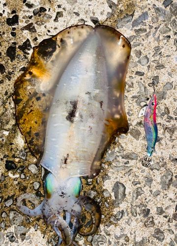 アオリイカの釣果