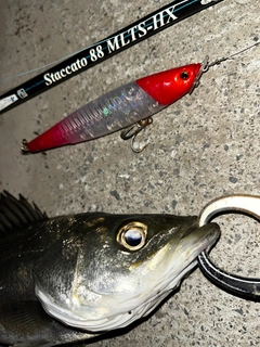 シーバスの釣果
