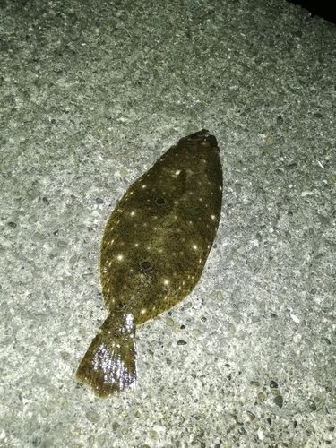 ソゲの釣果