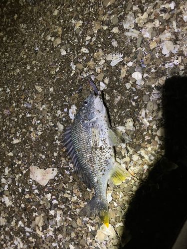 キビレの釣果