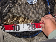 ヤイトハタの釣果