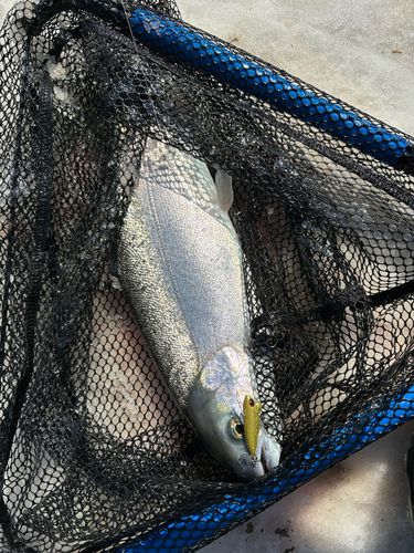 ニジマスの釣果