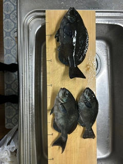 メジナの釣果