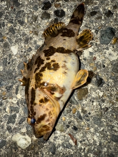 タケノコメバルの釣果