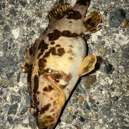 タケノコメバル