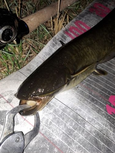 ナマズの釣果