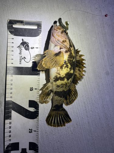 ベッコウゾイの釣果