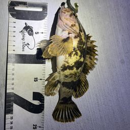 ベッコウゾイ