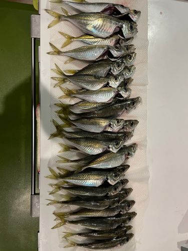 アジの釣果