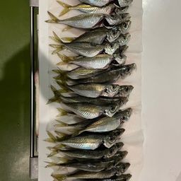 アジ