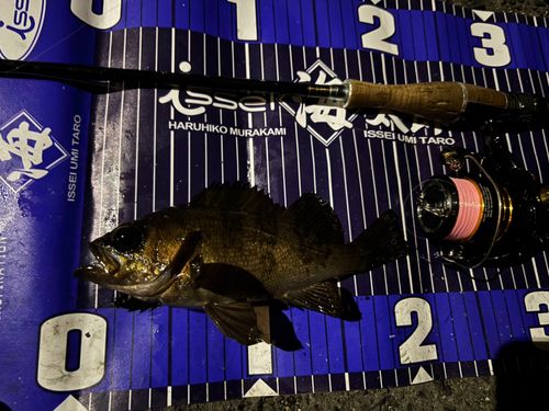 クロメバルの釣果