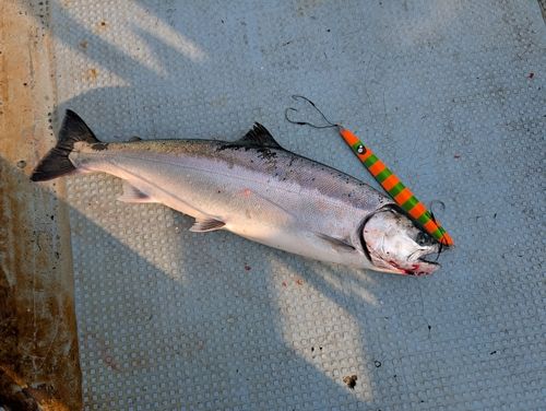 サクラマスの釣果