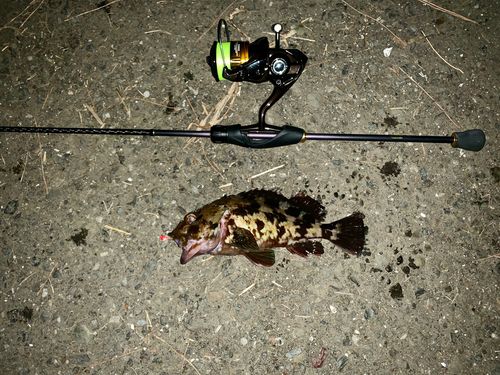 カサゴの釣果