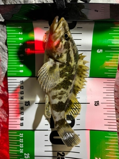 タケノコメバルの釣果