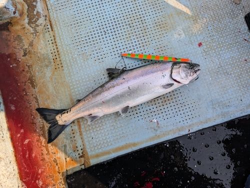 サクラマスの釣果