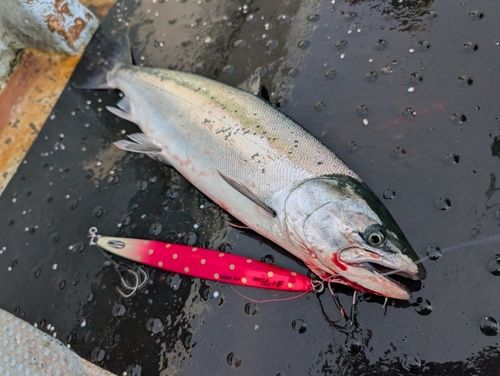 サクラマスの釣果