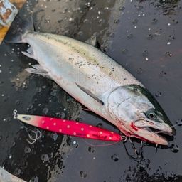サクラマス