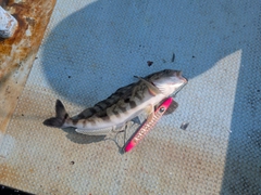 ホッケの釣果