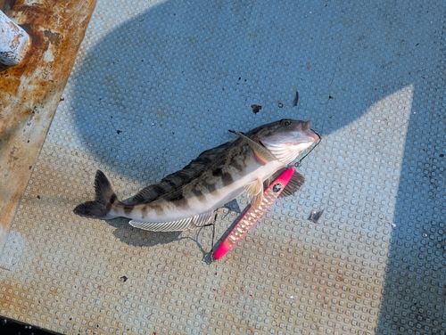 ホッケの釣果