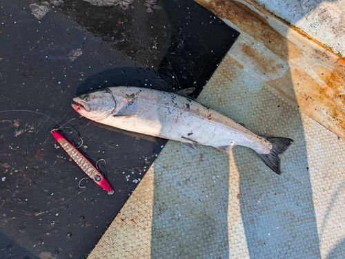 サクラマスの釣果