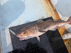 マダラの釣果