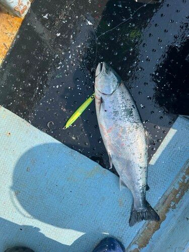 サクラマスの釣果