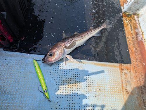 スケトウダラの釣果
