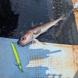 スケトウダラ