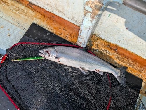 サクラマスの釣果