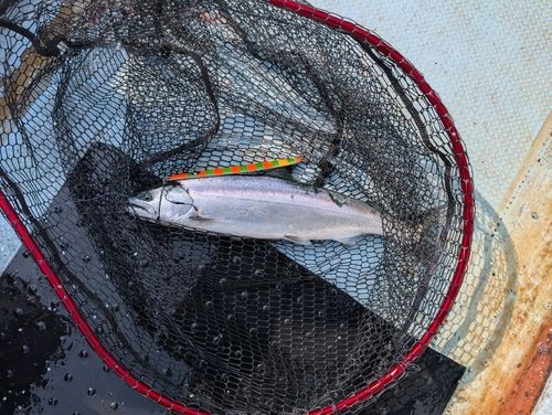 サクラマスの釣果