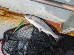 サクラマスの釣果