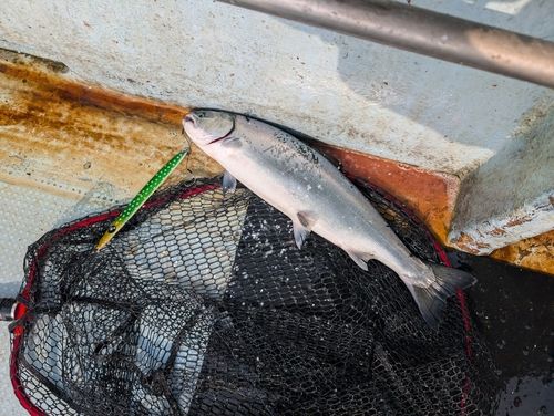 サクラマスの釣果