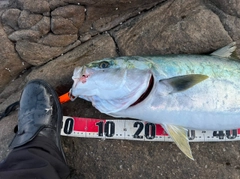 ブリの釣果